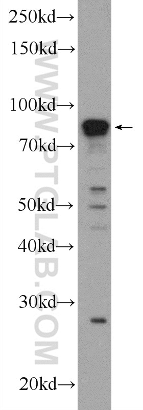 Western Blot (WB) analysis of Neuro-2a cells using FAM114A1 Polyclonal antibody (21638-1-AP)