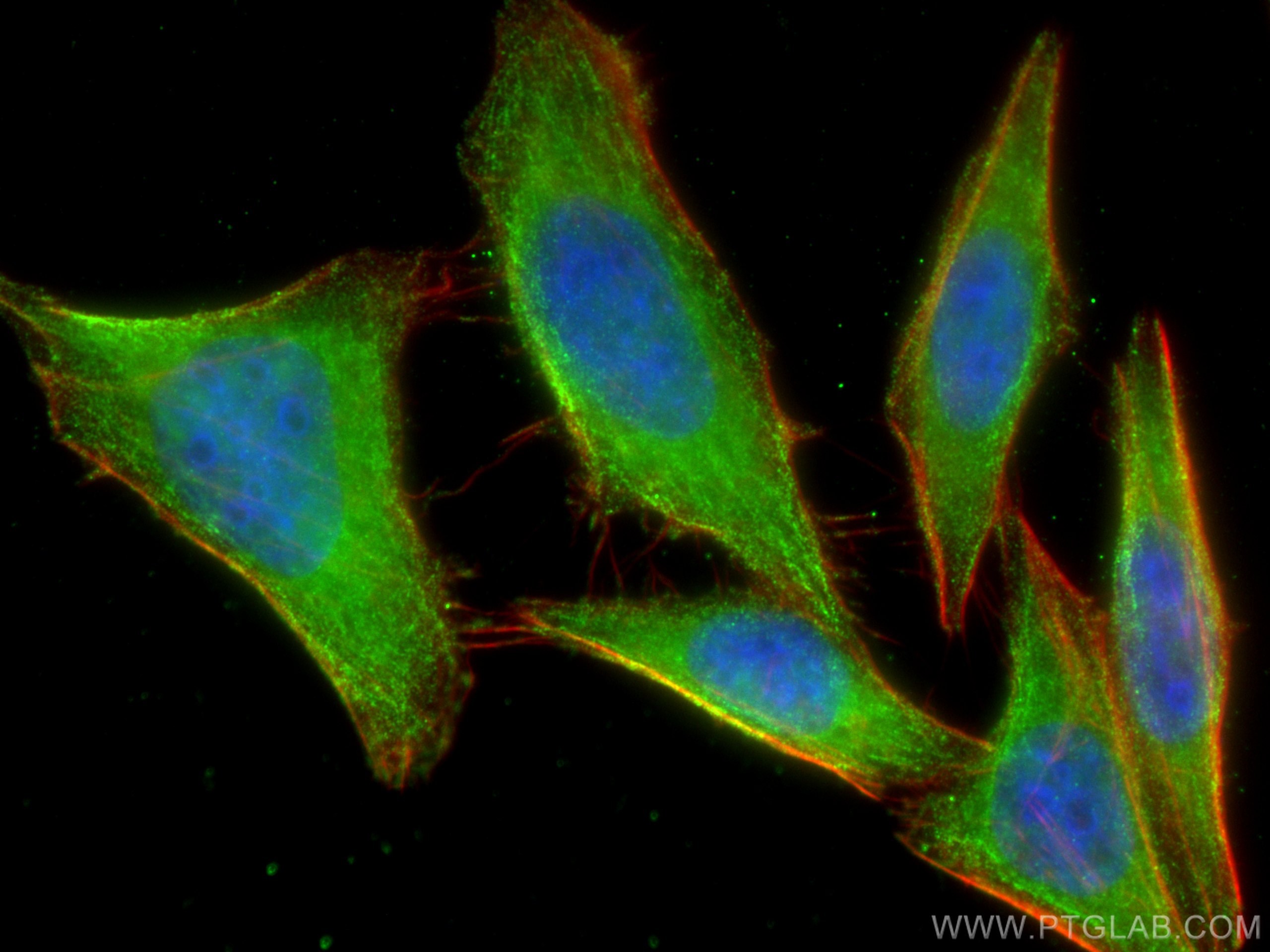 Immunofluorescence (IF) / fluorescent staining of HepG2 cells using FAM114A1 Monoclonal antibody (67926-1-Ig)