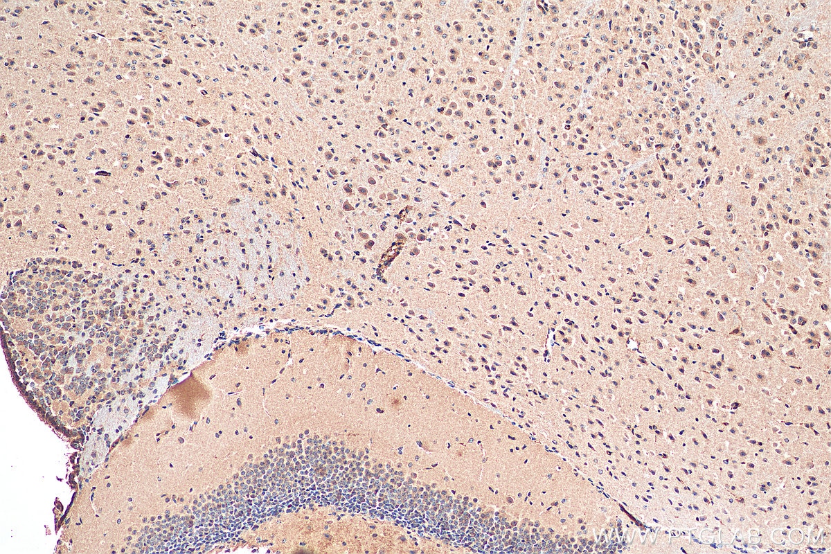 Immunohistochemistry (IHC) staining of mouse brain tissue using FAM114A1 Monoclonal antibody (67926-1-Ig)