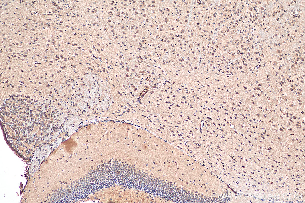 Immunohistochemistry (IHC) staining of mouse brain tissue using FAM114A1 Monoclonal antibody (67926-1-Ig)