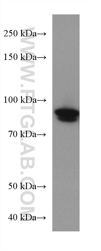 Western Blot (WB) analysis of U2OS cells using FAM114A1 Monoclonal antibody (67926-1-Ig)