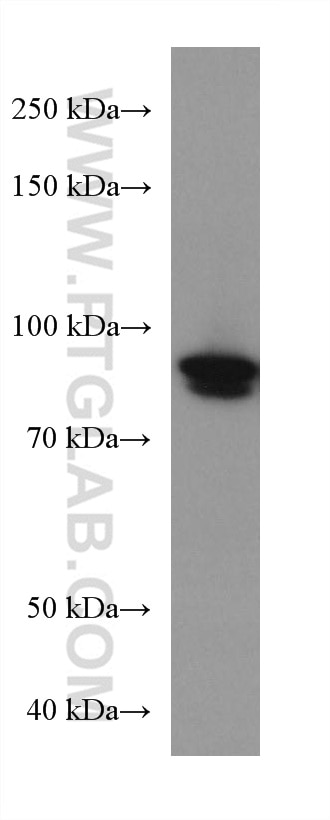 WB analysis of U2OS using 67926-1-Ig