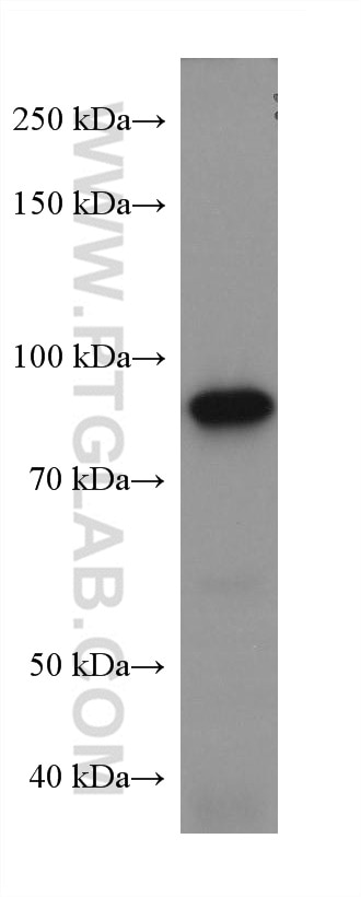 Western Blot (WB) analysis of PC-12 cells using FAM114A1 Monoclonal antibody (67926-1-Ig)