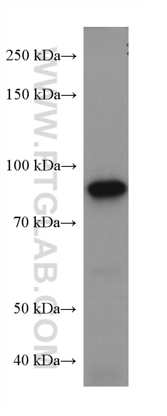 WB analysis of PC-12 using 67926-1-Ig