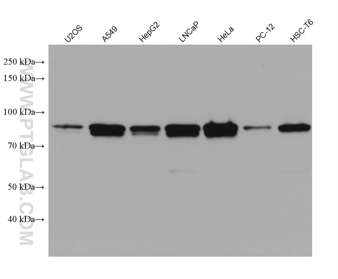 Western Blot (WB) analysis of various lysates using FAM114A1 Monoclonal antibody (67926-1-Ig)