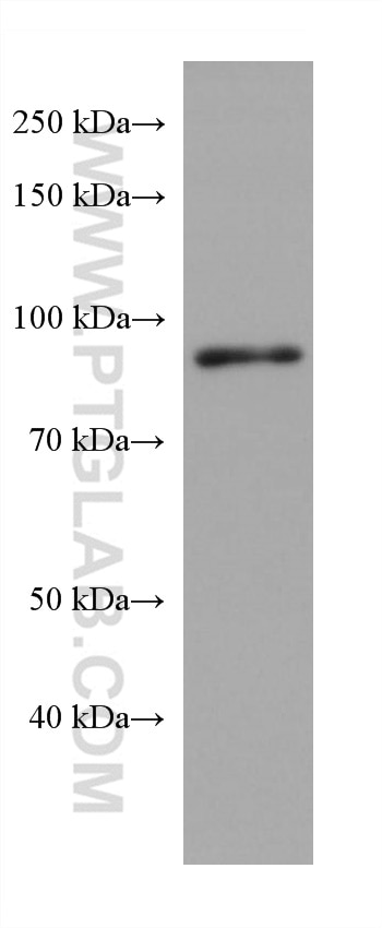 Western Blot (WB) analysis of NIH/3T3 cells using FAM114A1 Monoclonal antibody (67926-1-Ig)