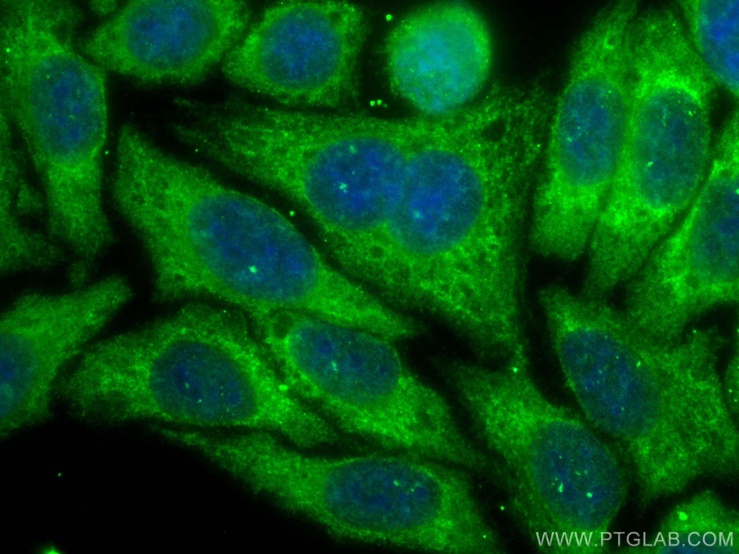 Immunofluorescence (IF) / fluorescent staining of HepG2 cells using CoraLite® Plus 488-conjugated FAM114A1 Monoclonal  (CL488-67926)