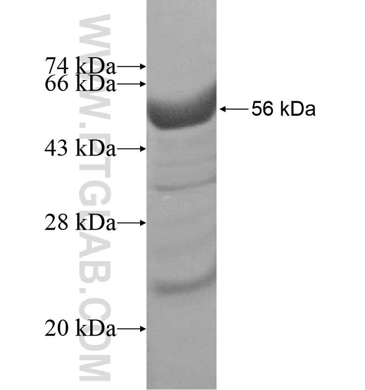 FAM114A1 fusion protein Ag16287 SDS-PAGE