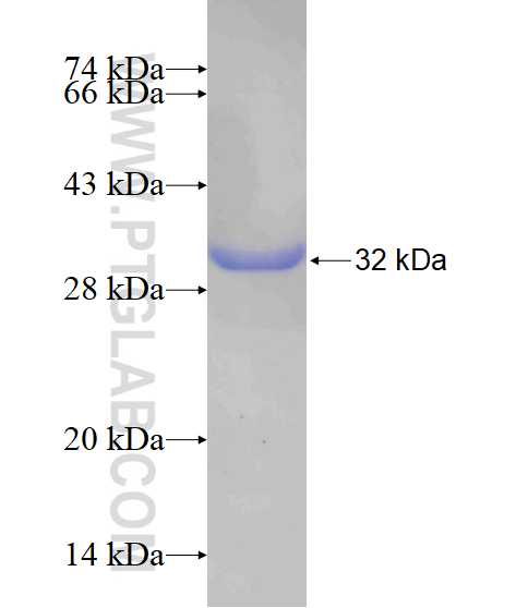FAM114A1 fusion protein Ag17289 SDS-PAGE
