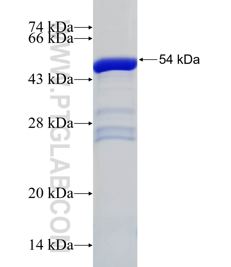 FAM114A2 fusion protein Ag31963 SDS-PAGE