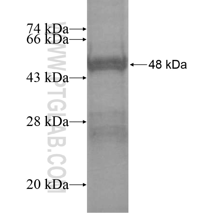 FAM115A fusion protein Ag13911 SDS-PAGE