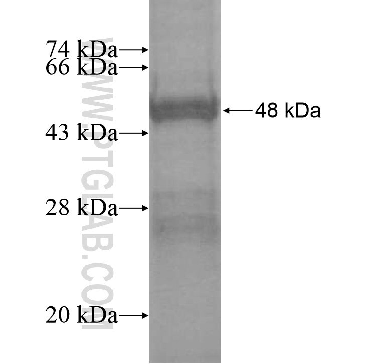 FAM115A fusion protein Ag13911 SDS-PAGE