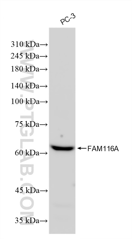 Western Blot (WB) analysis of PC-3 cells using FAM116A Recombinant antibody (83473-3-RR)