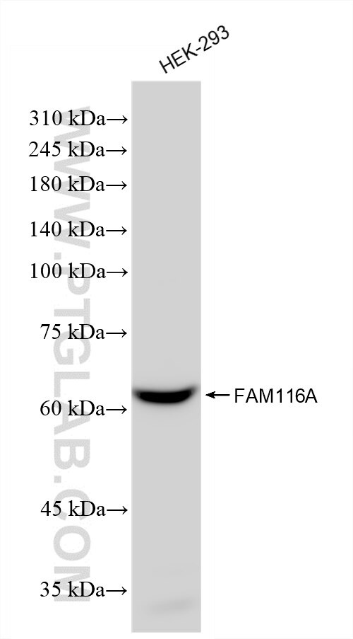 Western Blot (WB) analysis of HEK-293 cells using FAM116A Recombinant antibody (83473-3-RR)