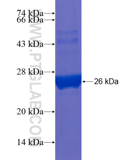 FAM116B fusion protein Ag22053 SDS-PAGE
