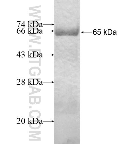 FAM118B fusion protein Ag12965 SDS-PAGE