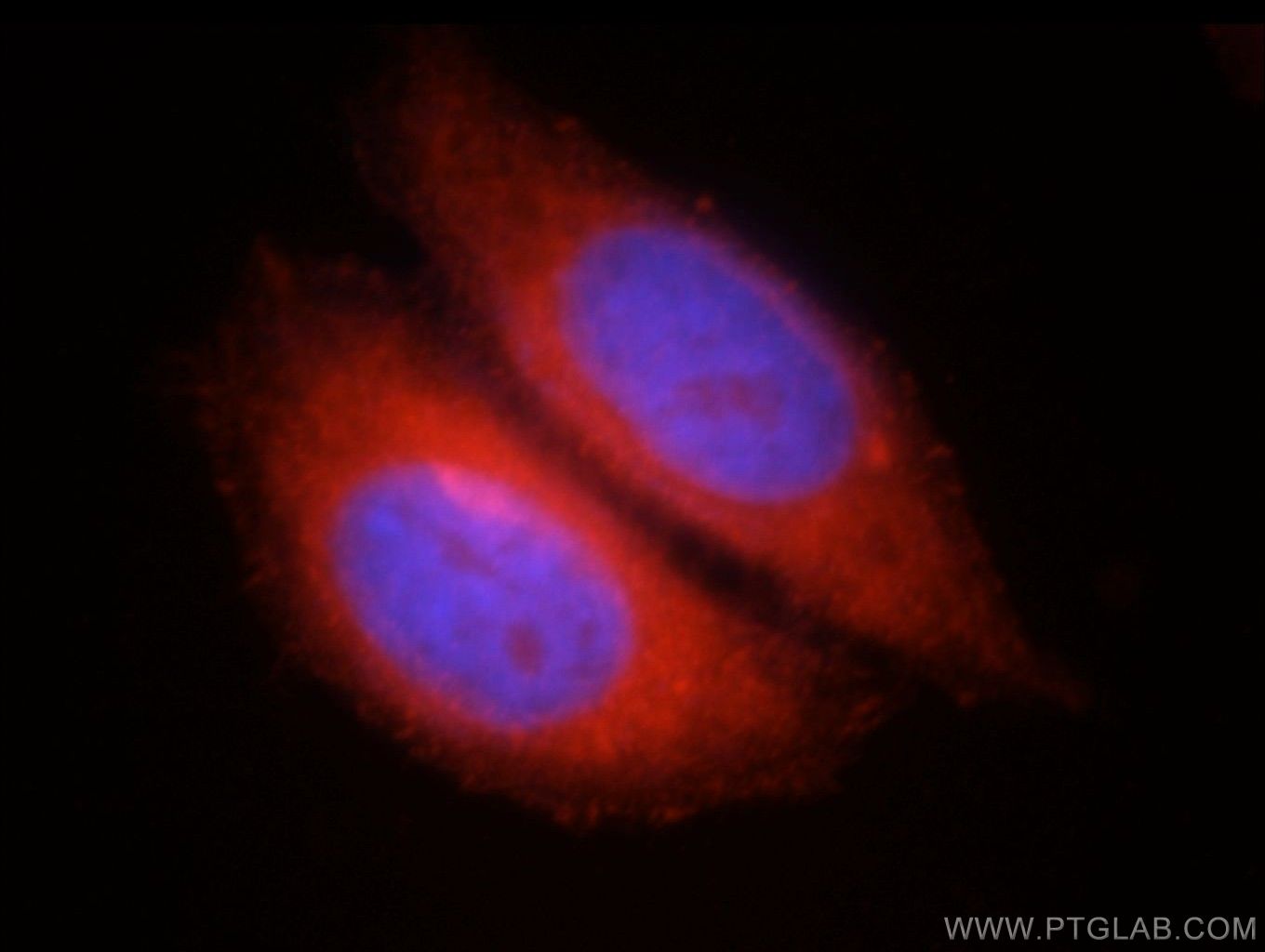 Immunofluorescence (IF) / fluorescent staining of HepG2 cells using FAM119A Polyclonal antibody (21079-1-AP)