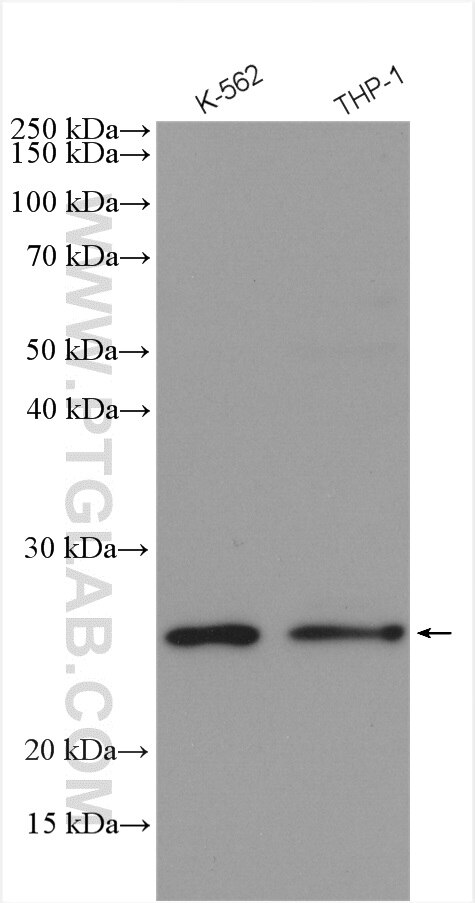 Western Blot (WB) analysis of various lysates using FAM119A Polyclonal antibody (21079-1-AP)