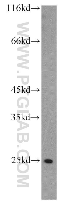 Western Blot (WB) analysis of L02 cells using FAM119A Polyclonal antibody (21079-1-AP)