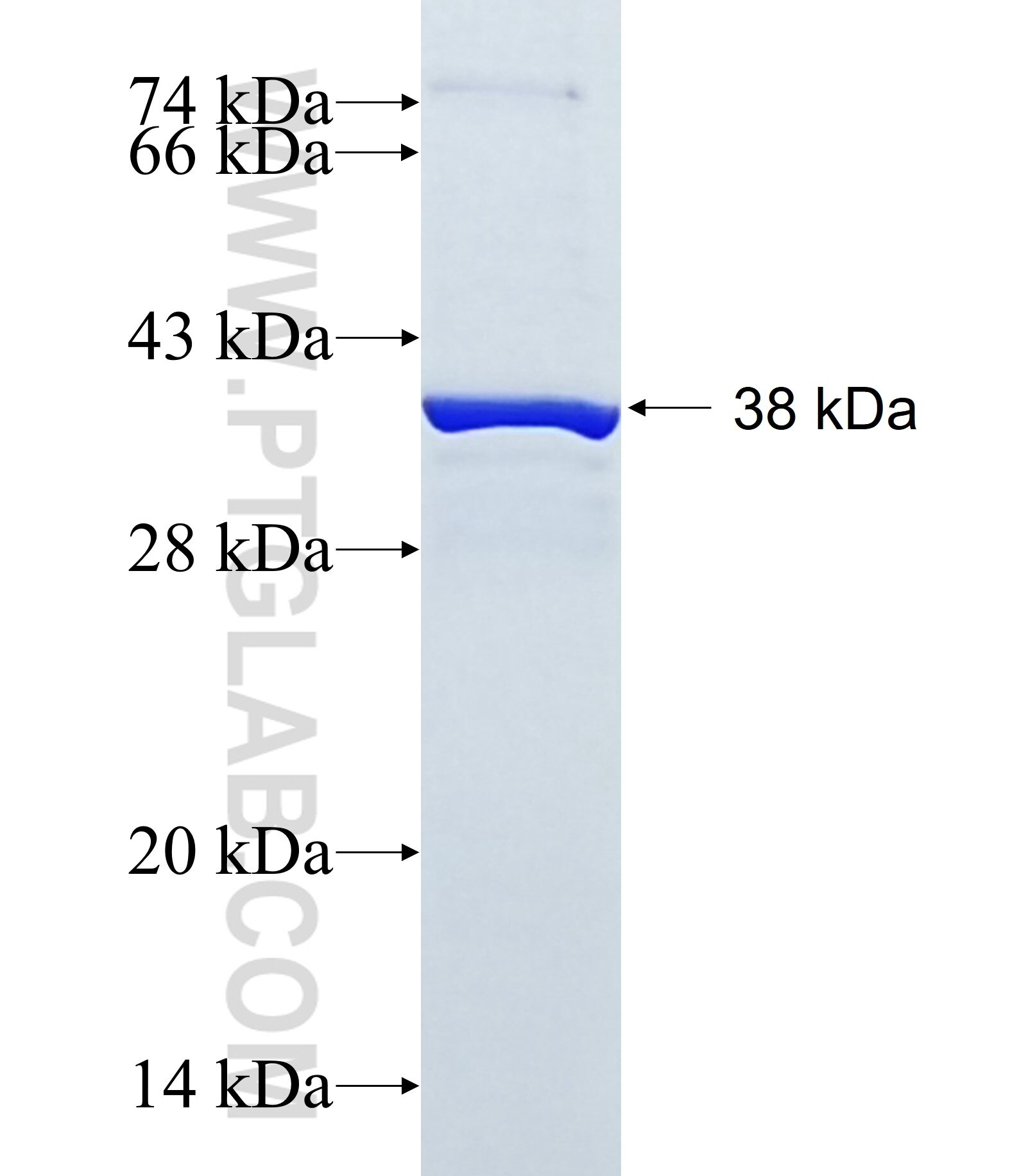 FAM119A fusion protein Ag15282 SDS-PAGE