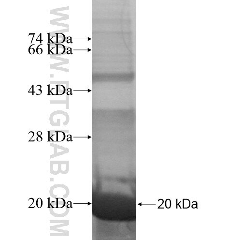 FAM119A fusion protein Ag15481 SDS-PAGE