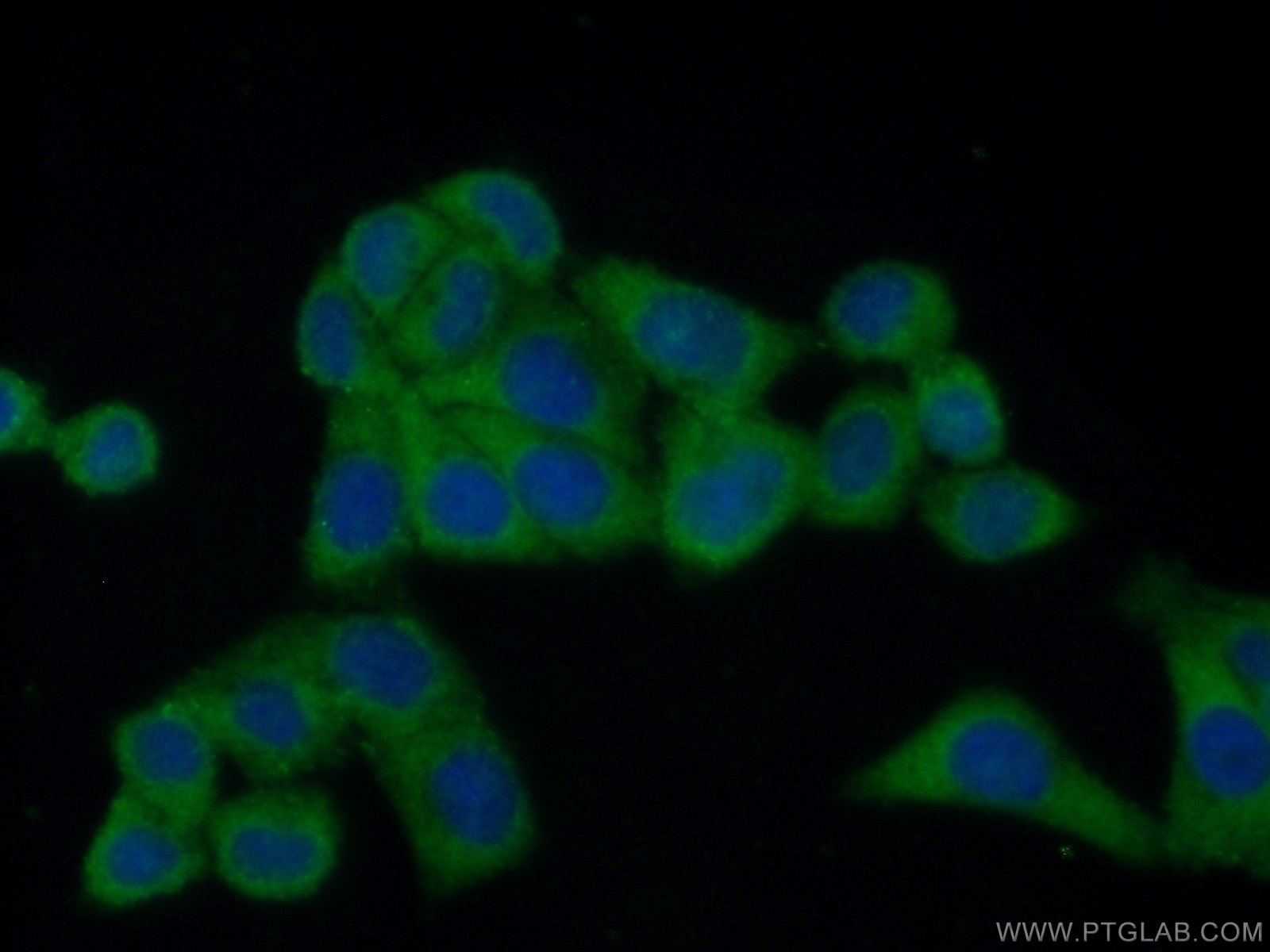 Immunofluorescence (IF) / fluorescent staining of HepG2 cells using FAM120A Polyclonal antibody (21529-1-AP)