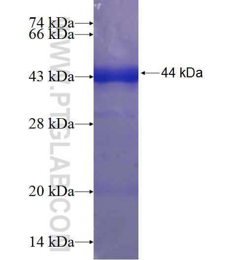 FAM120B fusion protein Ag24002 SDS-PAGE