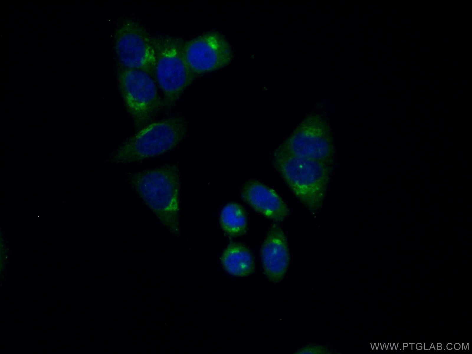 Immunofluorescence (IF) / fluorescent staining of HepG2 cells using FAM120C Polyclonal antibody (25987-1-AP)