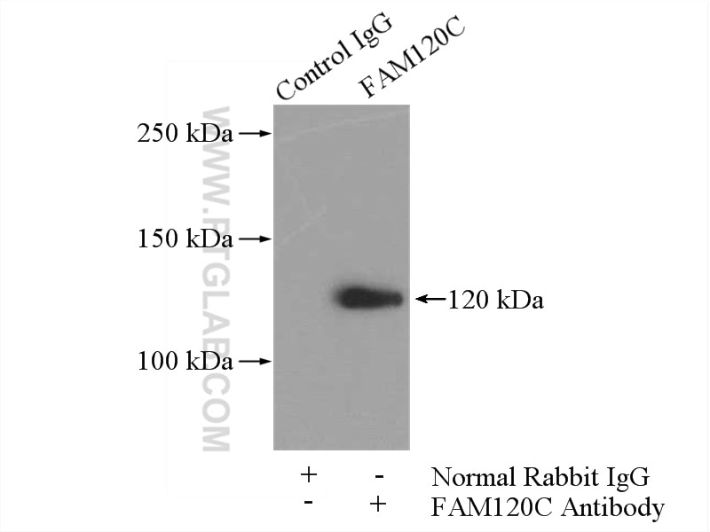 Immunoprecipitation (IP) experiment of HepG2 cells using FAM120C Polyclonal antibody (25987-1-AP)