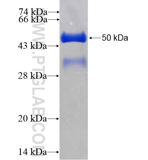FAM124B fusion protein Ag15963 SDS-PAGE