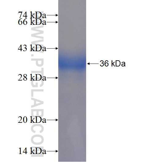 FAM125A fusion protein Ag23013 SDS-PAGE