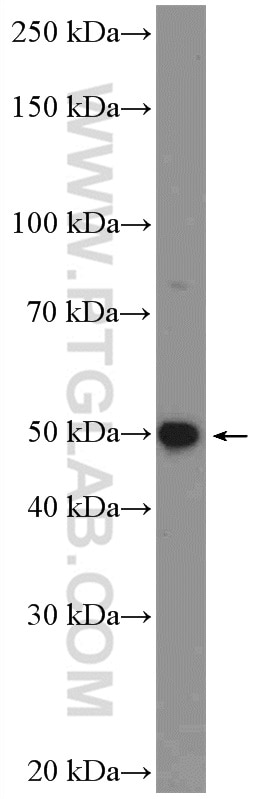 Western Blot (WB) analysis of K-562 cells using FAM126A Polyclonal antibody (26243-1-AP)