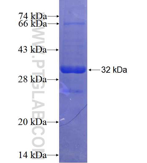 FAM126A fusion protein Ag24004 SDS-PAGE