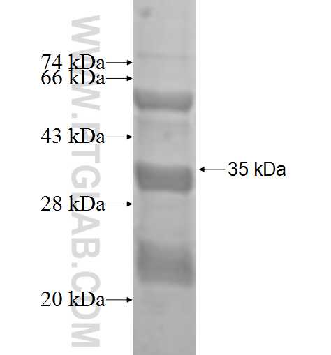 FAM127A fusion protein Ag0298 SDS-PAGE
