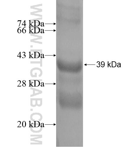 FAM127B fusion protein Ag13930 SDS-PAGE