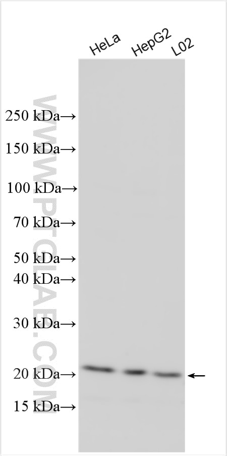 WB analysis using 33491-1-AP Western Blot (WB) analysis of various lysates using FAM128B Polyclonal antibody (33491-1-AP)