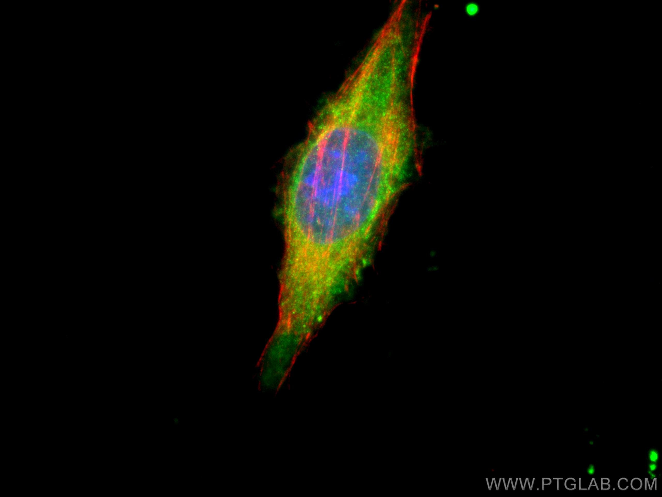Immunofluorescence (IF) / fluorescent staining of HepG2 cells using FAM129A Polyclonal antibody (21333-1-AP)