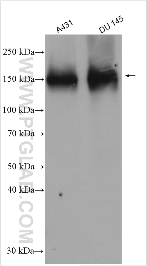 Western Blot (WB) analysis of various lysates using FAM129A Polyclonal antibody (21333-1-AP)