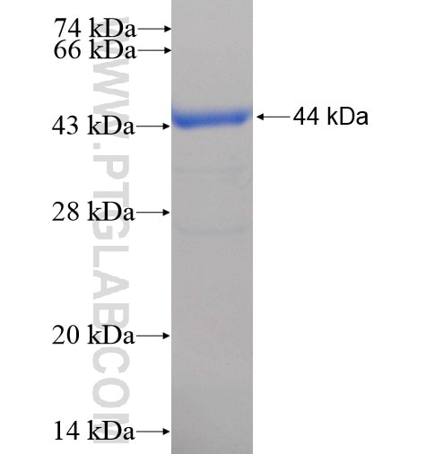 FAM129A fusion protein Ag15413 SDS-PAGE