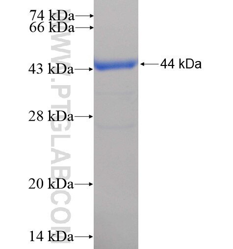 FAM129A fusion protein Ag15413 SDS-PAGE