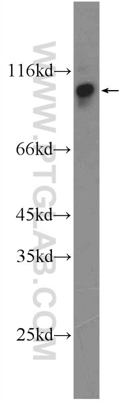 Western Blot (WB) analysis of NIH/3T3 cells using FAM129B Polyclonal antibody (22553-1-AP)