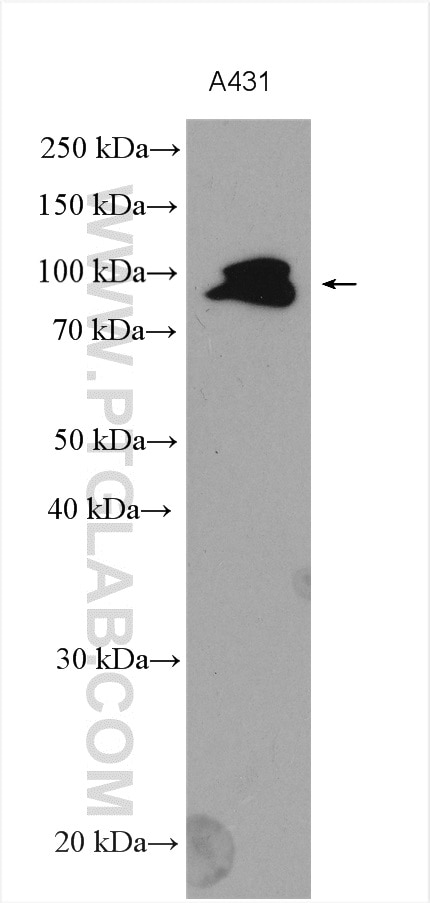 Western Blot (WB) analysis of various lysates using FAM129B Polyclonal antibody (22553-1-AP)