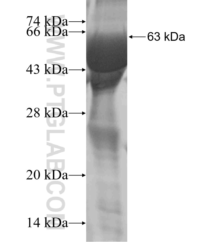 FAM129B fusion protein Ag18314 SDS-PAGE