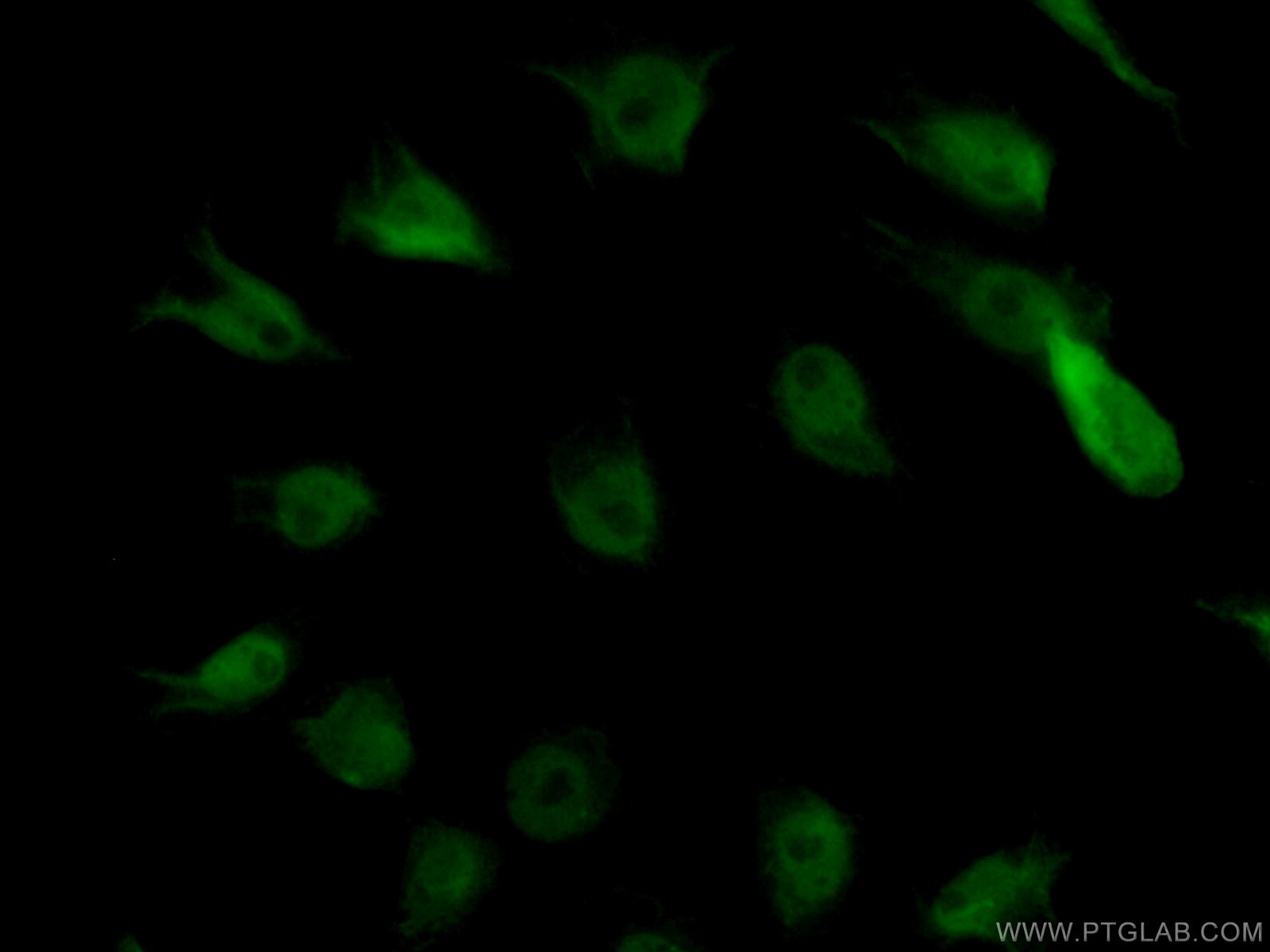 Immunofluorescence (IF) / fluorescent staining of SH-SY5Y cells using FAM131B Polyclonal antibody (26498-1-AP)