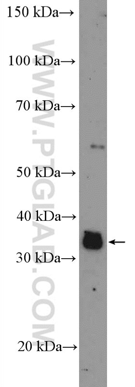 Western Blot (WB) analysis of PC-3 cells using FAM131B Polyclonal antibody (26498-1-AP)