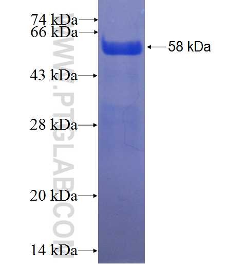 FAM131B fusion protein Ag24143 SDS-PAGE