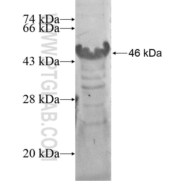 FAM131C fusion protein Ag15450 SDS-PAGE