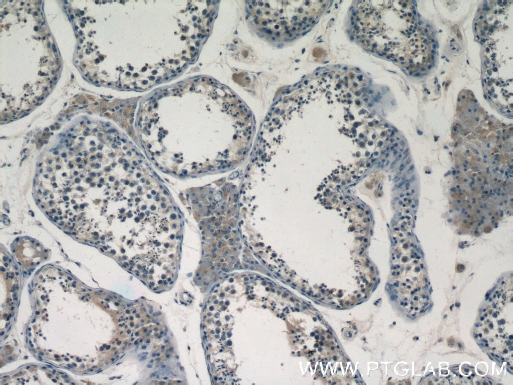 Immunohistochemistry (IHC) staining of human testis tissue using FAM133A Polyclonal antibody (24574-1-AP)