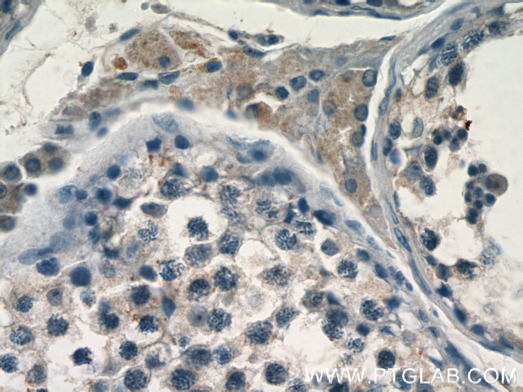 Immunohistochemistry (IHC) staining of human testis tissue using FAM133A Polyclonal antibody (24574-1-AP)