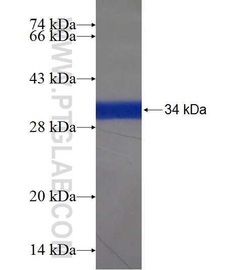 FAM133A fusion protein Ag21549 SDS-PAGE